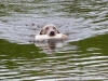 over water dummy