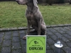 Jarl beste Weimaraner 2016
