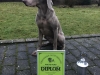 Jarl beste Weimaraner 2016